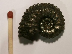 pyritisierter Ammonit