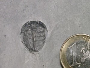 Trilobiten Burgess-Schiefer