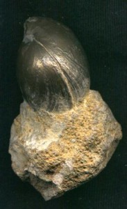 Terebratula (Brachiopode)