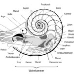 Der Aufbau des Nautilus