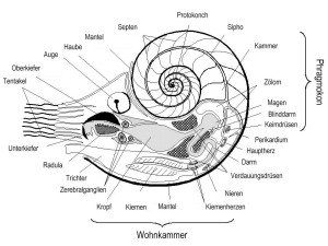 Der Aufbau des Nautilus 