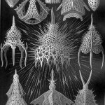 Ernst Haeckel [Public domain], via Wikimedia Commons