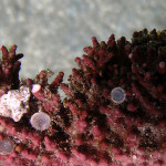 Lithothamnium spec. eine corallinae Rotalge