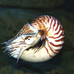Nautilus, Perlboot, die letzte rezente Ammonitengattung