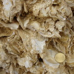 Sediment aus Austernschalen