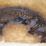 Masillamys sp. Alter: ca. 47 Mio. Jahre. Fundort: UNESCO Weltnaturerbe Grube Messel bei Darmstadt