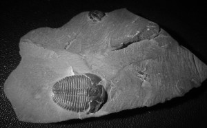 trilobit-elratia