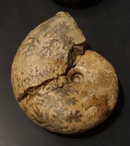 Ammonit mit stark verfalteten Loben