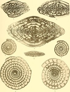 Fusulinen (Foraminifera)