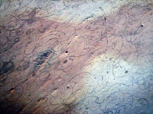 Grypania spiralis, mehrzellige Alge, 2200 mill. Jahre alt, Negaunee Iron- Formation, Palmer, Michigan (USA)