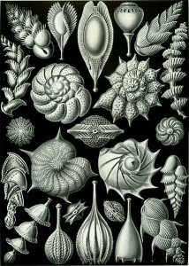 Foraminferen (von Ernst Haeckel 1834–1919)