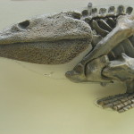 Skelett von Ichthyostega