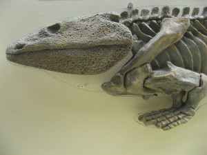 Skelett von Ichthyostega