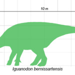 Iguanodon, Größenverhältnis