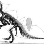 Iguanodon spec.