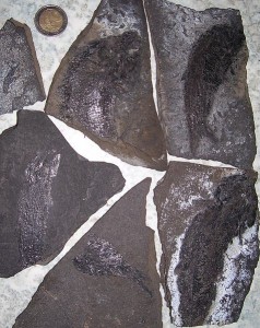 Fossile Fische (vermutlich alles Exemplare von Palaeoniscum freieslebeni) in Schwarztonstein (d. h. Beckenfazies) des Kupferschiefers (Zechstein, Oberperm). Die Stücke stammen von alten Bergbauhalden in der Umgebung von Buchholz bei Nordhausen am Südrand des Harzes (Ilfelder Becken, Nordthüringen).