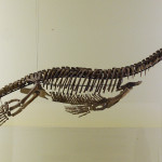 Nothosaurus im Berliner Museum für Naturkunde