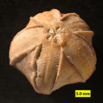 Pentremites godoni, ein Knospenstrahler aus dem unteren Karbon, Illinois, USA
