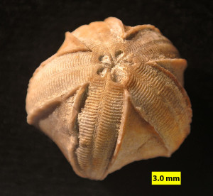 Pentremites godoni, ein Knospenstrahler aus dem unteren Karbon, Illinois, USA