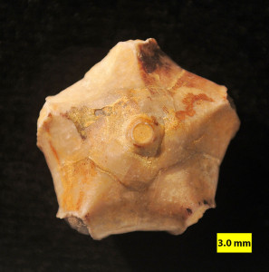 Pentremites, ein Knospenstrahler aus dem unteren Karbon, Illinois, USA