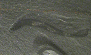 Pikaia gracilens, Burgess Schiefer, 525 Millionen Jahre Smithsonian, Washington USA