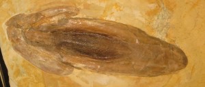 Plesioteuthis prisca