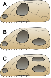 Schädelvergleichsschema (Bild: Wikimedia UserSkull_anapsida.svg:Preto(m)) 