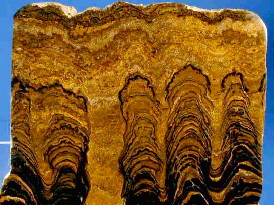 Stromatolithen aus dem Protozoikum ( vor 2,6 Mill. Jahre) der östlichen Anden südlich von Cochabamba, Departamento Cochabamba, Bolivien.