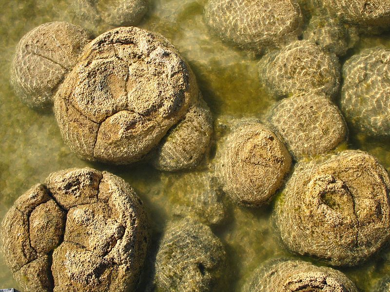 Stromatolithen im Yalgorup Nationalpark in Australien