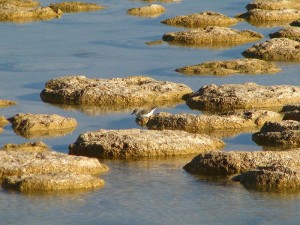 Stromatolithen im Yalgorup Nationalpark in Australien (Bild: Wikimedia User C Eeckhout)