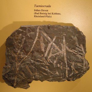 Taeniocrada, eine Gattung in Flachwasser wachsender Urfarne
