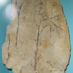 Trimerophyton spec. Eine Armleuteralge aus dem Devon