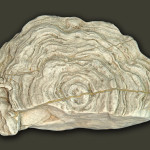 Stromatopore von Gotland, Sweden (Silur)