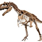 Allosaurus (Big Al II)