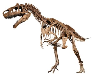 Allosaurus (Big Al II)
