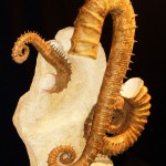 heteromorphe Ammoniten