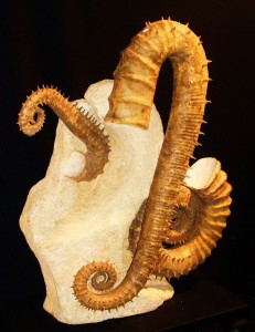 heteromorphe Ammoniten