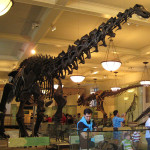 Apatosaurus Skellett