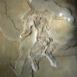 Archaeopteryx lithographica Das Berliner Exemplar