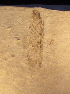 Archaeopteryx-Feder, Fund von 1860 (Bild: Wikimedia User Vesta) 