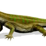 Chasmatosaurus