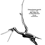 Ctenochasma elegans, ein Pterodactyloidae (Bild: Wikimedia User:Qilong)