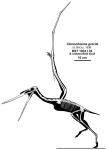 Ctenochasma elegans, ein Pterodactyloidae (Bild: Wikimedia User:Qilong)