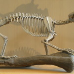Gobiconodon ostromi, ein Tricnonodont