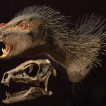 Heterodontosaurus tucki
