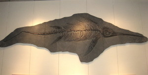 Eurhinosaurus spec, ein Ichthyosaurier