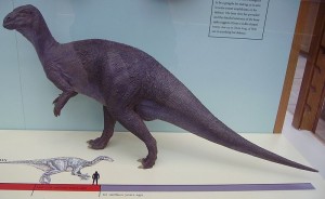 Iguanodon spec.