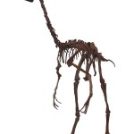 Ornithomimus (Bild: Wikimedia User Eduard Solà)