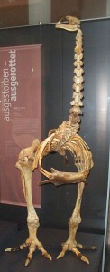 Pachyornis elephantopus
