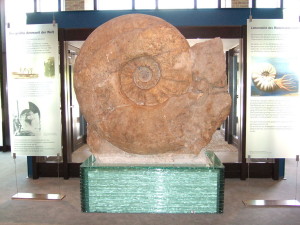 Parapuzosia seppenradensis mit 174,2 Zentimetern Durchmesser der weltweit größte bekannte Ammonit aus dem Münstertal steht im LWL-Museum für Naturkunde.(Bild: Wikimedia User Schuetze1988) 